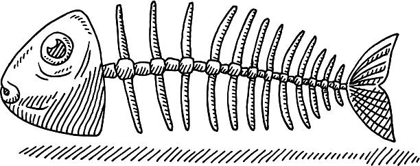 Fishbone Drawing Hand-drawn vector drawing of a Fishbone. Black-and-White sketch on a transparent background (.eps-file). Included files are EPS (v10) and Hi-Res JPG. fish clip art black and white stock illustrations