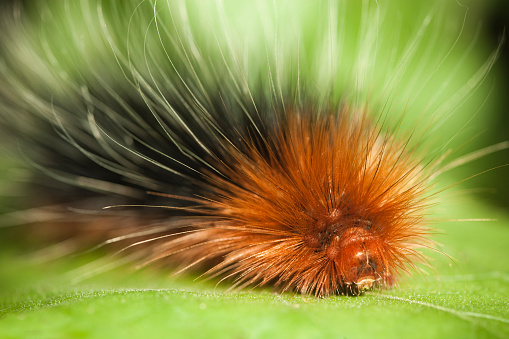 Macro image of a garden tiger moth caterpillar which is also known as woolly bear caterpillar living in its natural environment on a fresh green leaf. The insect is captured in horizontal composition under natural lighting condition using the aperture f/4.5.