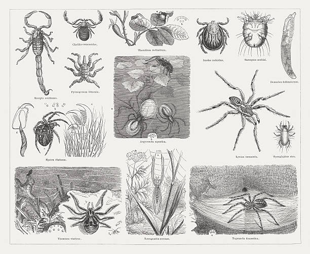 Spiders, wood engravings, published in 1878 Arachnids (spiders): Yellow Scorpion (Scorpio occitanus, or Buthus occitanus); Pseudoscorpion (Chelifer cancroides); Sea spider (Pycnogonum littorale); Theridium redimitum (a. eggs, b. eye position); Castor bean tick (Ixodes reduvius, or Ixodes ricinus); Itch mite (Sarcoptes scabiei); Demodex folliculorum; European garden spider (Epeira diadema, or Araneus diadematus, a. female, b. eye position, c. feet end of the house spider, d. left jaw sensor of the garden spider); Diving bell spider (Argyroneta aquatica, a. nest, b. eye position); Tarantula (Lycossa tarantula, male); Cheese mite, (Tyroglyphus siro, or Tyrolichus casei); Crab spider (Thomisus viaticus); Tetragnatha extensa (male, a. eye position); Domestic house spider, or Barn funnel weaver (female, Tegenaria domestica, a. eye position). Woodcut engraving, published in 1878. sarcoptes scabiei stock illustrations