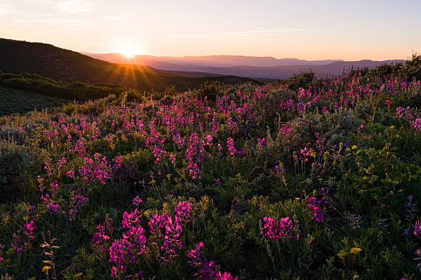 istock Summer Mountain Wildflowers 478481234