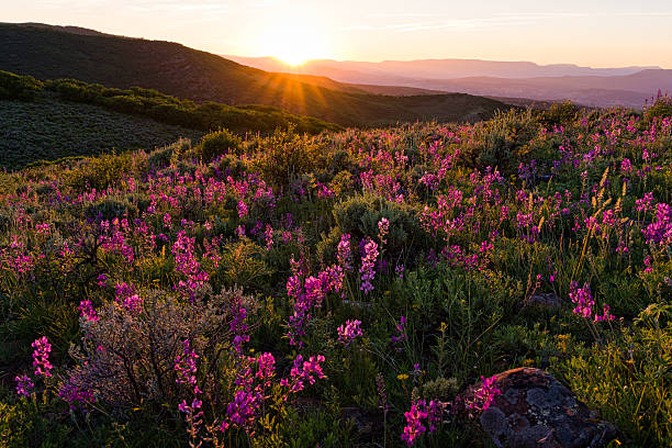 Les fleurs sauvages d'été - Photo