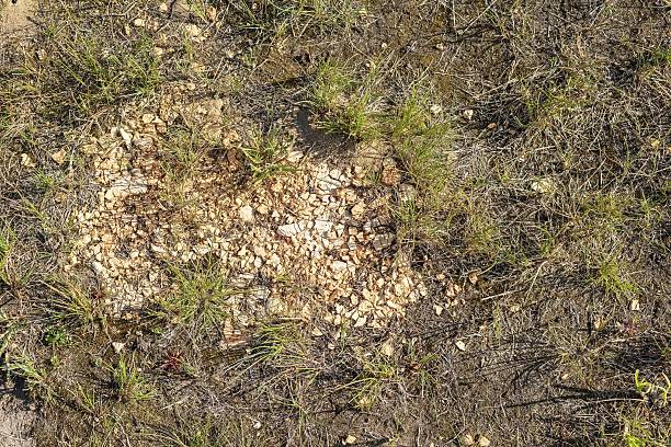 istock crushed plaster stone in a dark green grass 478482528