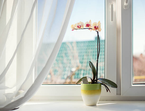 Orchids in pot on sunny window sill