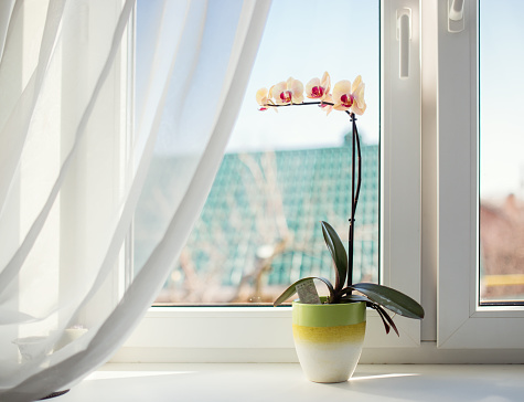 Orchids in pot on sunny window sill