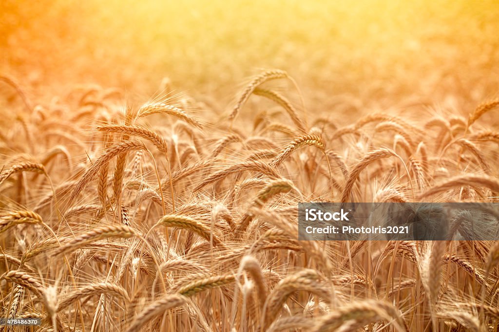 Wheat field in late afternoon 2015 Stock Photo