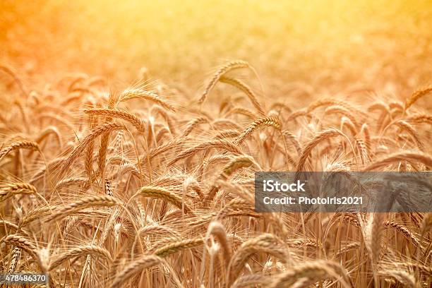 Wheat Field In Late Afternoon Stock Photo - Download Image Now - 2015, Agricultural Field, Agriculture