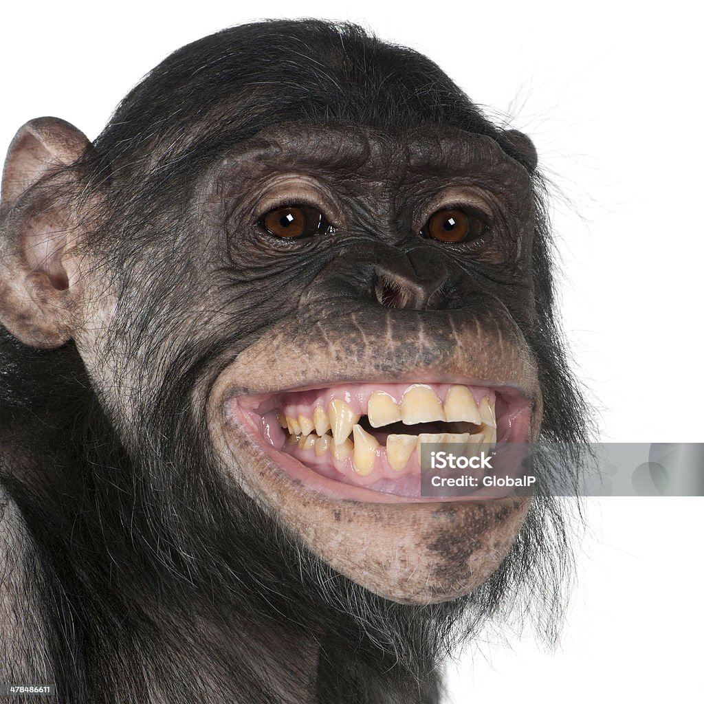 Close-up of Mixed-Breed monkey between Chimpanzee and Bonobo smiling. Close-up of Mixed-Breed monkey between Chimpanzee and Bonobo smiling, 8 years old Chimpanzee Stock Photo