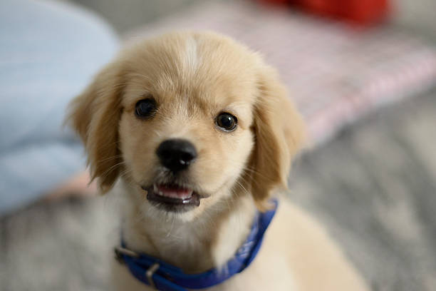 istock puppy golden retriever 478489876
