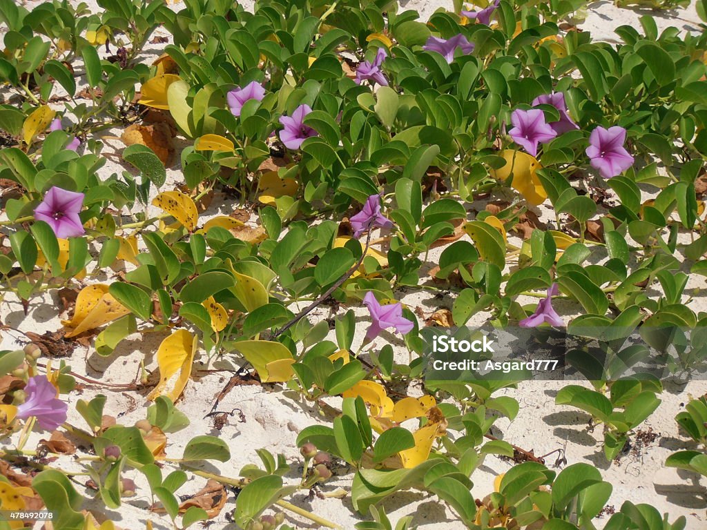 Flowers on the beach Flowers on the beach of the Yucatan Peninsula in Mexico. 2015 Stock Photo