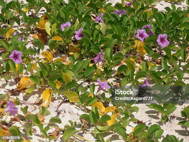 Flowers On The Beach Stock Photo - Download Image Now - 2015, Backgrounds, Beach