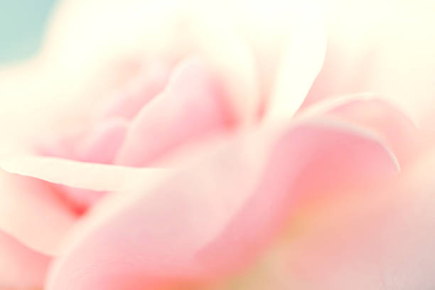 istock sweet color hydrangeas in soft and blur style 478492442
