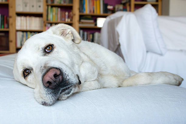 Spanish Mastiff lying on sofa with library on background closeup of a sleepy Spanish Mastiff indoor with library on background spanish mastiff puppies stock pictures, royalty-free photos & images