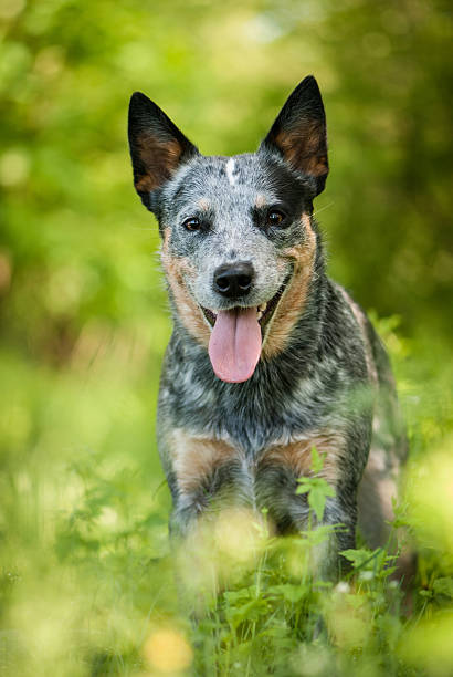 istock Portrait of Australian cattle dog 478493008