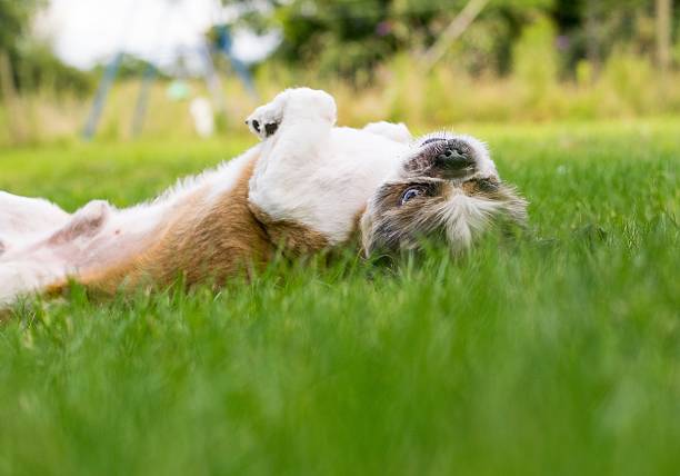Cute Bichon Frise cross Shih Tzu playing in his garden.Cute Bichon Frise cross Shih Tzu playing in his garden.