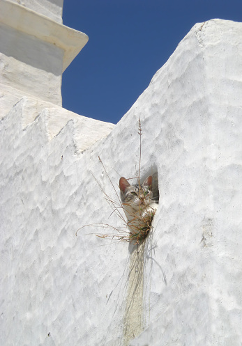 stray mixed-breed cat enjoying the sun in a nook of a whitewashed building in Mykonos