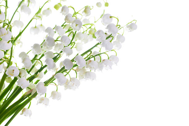 istock Lilies of the valley 478493236