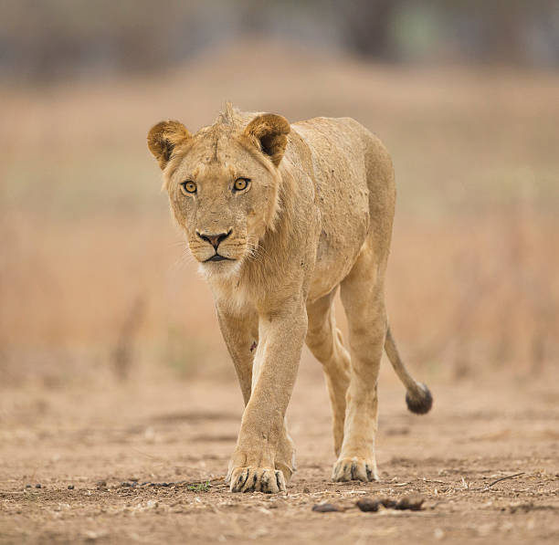 istock Sub-adult male lion (Panthera leo) 478495412