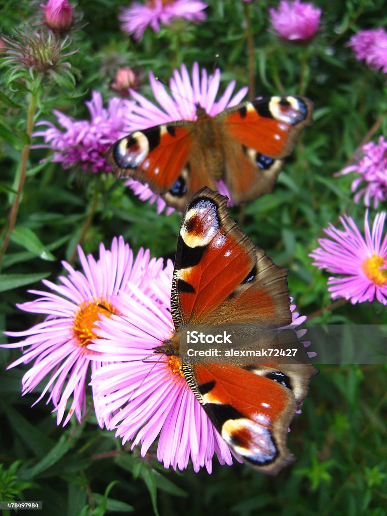 Pair of butterflies of peacock eye The pair of butterflies of peacock eye on the flower 2015 Stock Photo