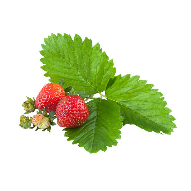 istock Organic strawberries with leaves over white 478501132