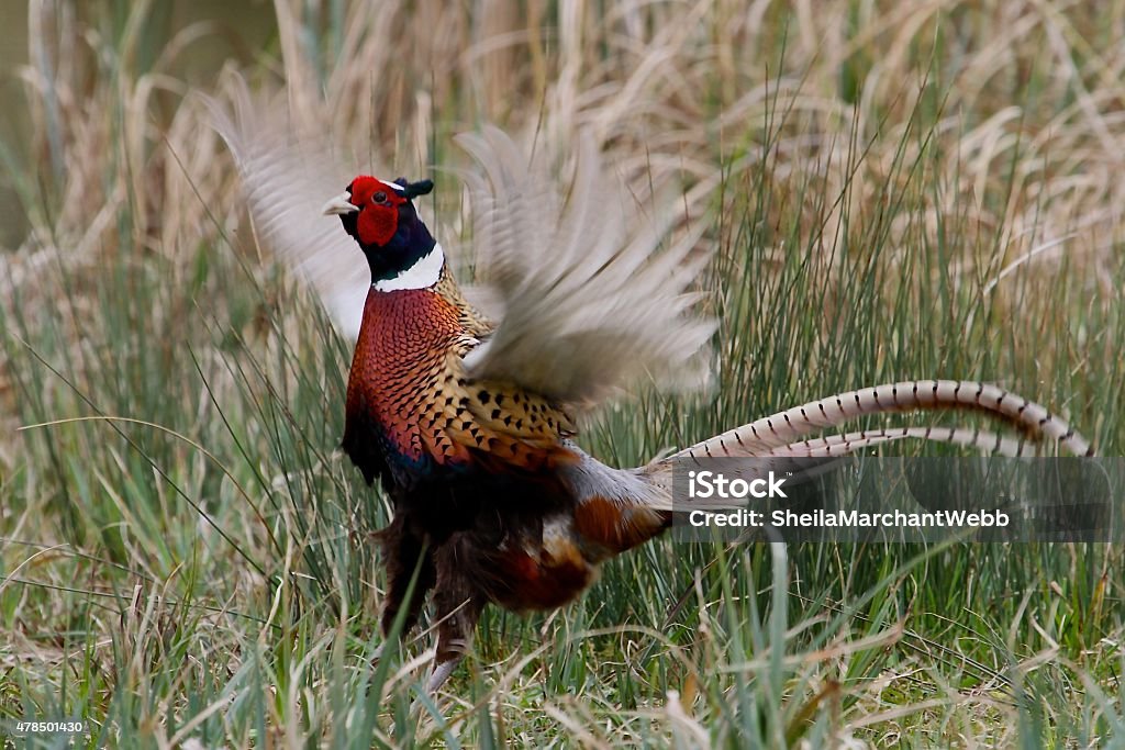 Pheasant Male pheasant displaying 2015 Stock Photo