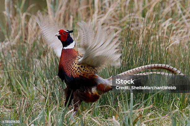 Pheasant Stock Photo - Download Image Now - 2015, Agricultural Field, Animal Body Part