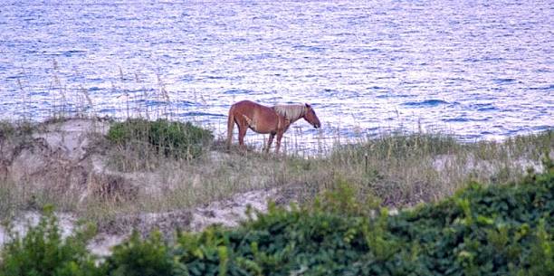 istock His Majesty on the Dunes 478501522