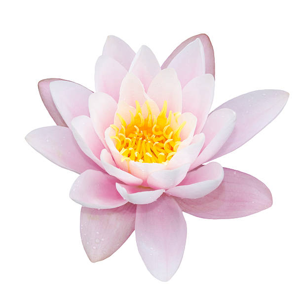 lotus sobre blanco - foto de stock