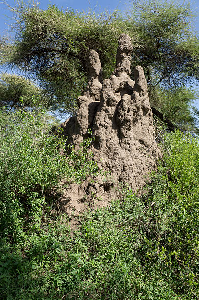 термитник в национальный парк серенгети - safari animals audio стоковые фото и изображения