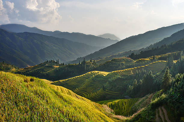 istock rice terraced fields Wengjia longji Longsheng Hunan China 478504500