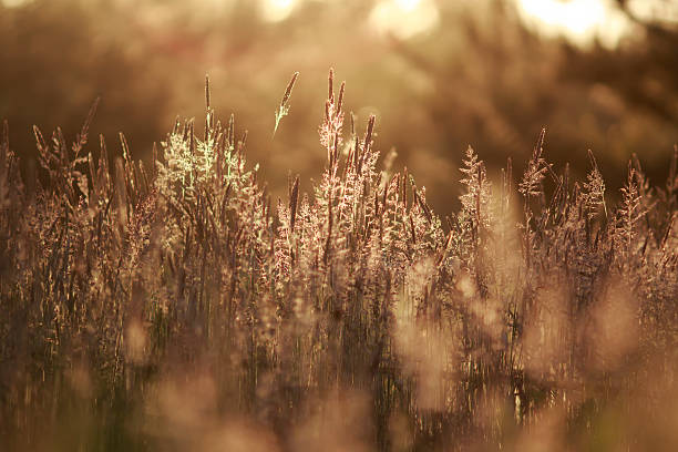 Sunset on meadow stock photo