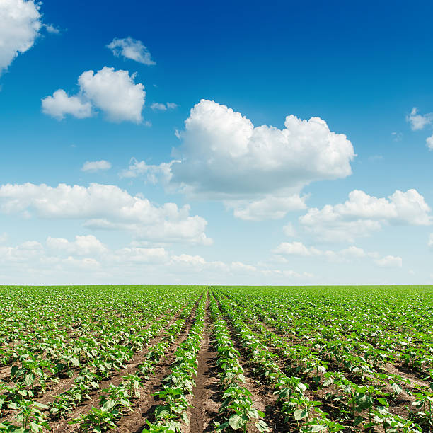 istock green sunflowers field and blue sky with clouds 478507794