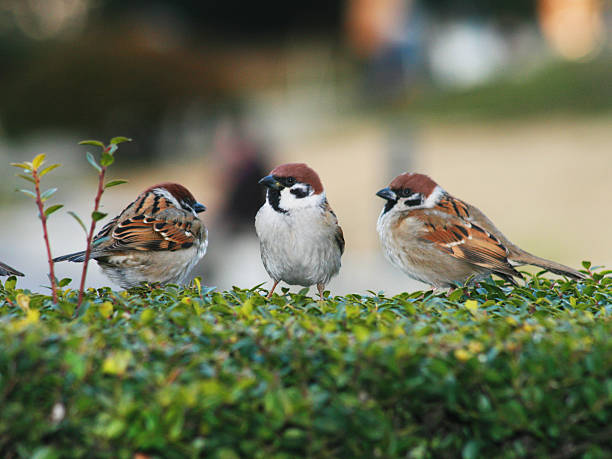 Sparrows Yokohama, Japan - February 11, 2008: Eye contact with sparrows in Yamashita Park. sparrow photos stock pictures, royalty-free photos & images