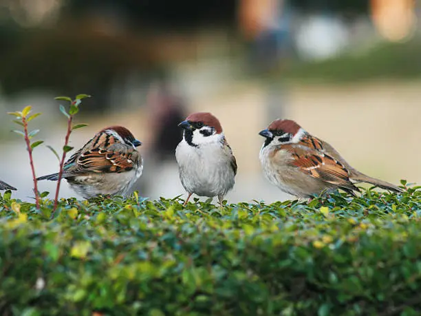 Yokohama, Japan - February 11, 2008: Eye contact with sparrows in Yamashita Park.