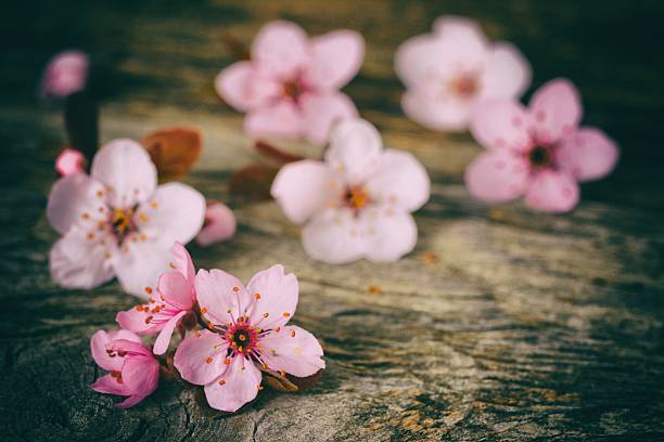 cherry blossom sakura on rustic wooden