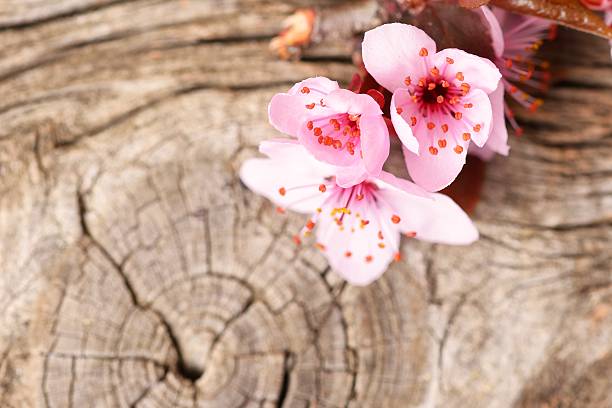 pink flowers on wooden background