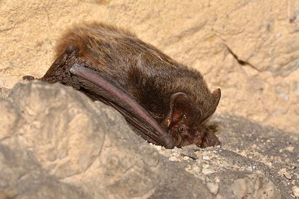 istock Barbastelle bat (Barbastella barbastellus), western barbastelle hibernation 478509042