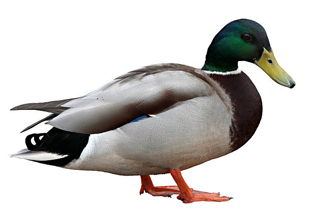 istock Colourful mallard duck isolated on white background 478509636