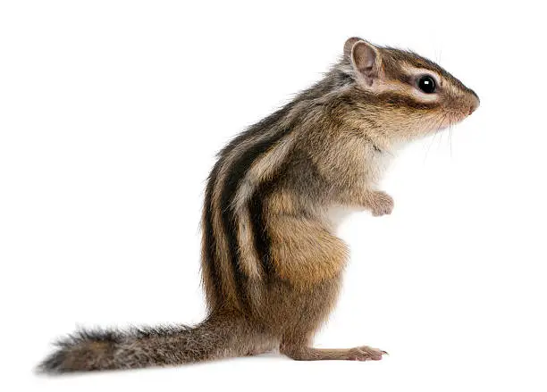 Siberian chipmunk, Euamias sibiricus, standing in front of white background.