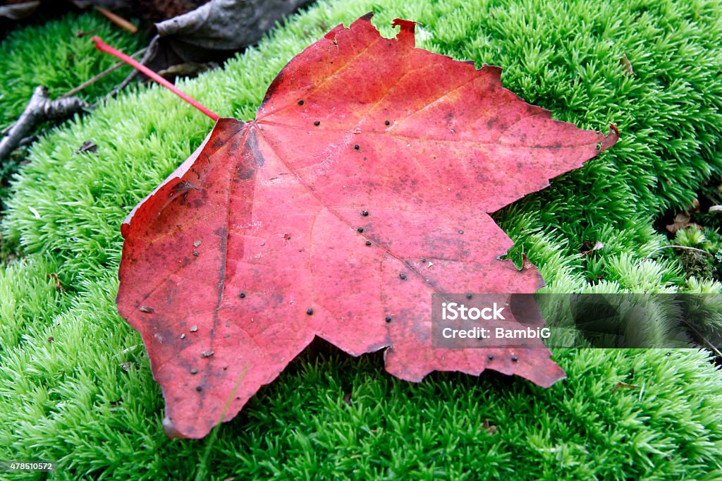 Maple Leaf Maple leaf on moss 2015 Stock Photo
