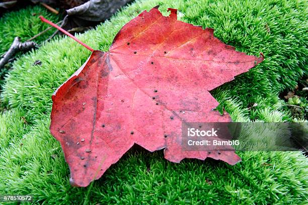 Maple Leaf Stock Photo - Download Image Now - 2015, Autumn, Beauty In Nature