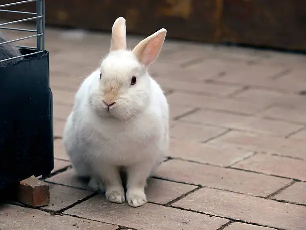 Photo of White Rabbit