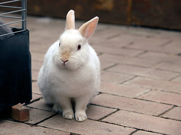 biały królik - czworonogi zdjęcia i obrazy z banku zdjęć