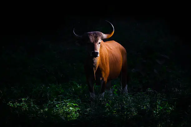 Endangered species in IUCN Red List of Threatened Species full adult Female Banteng (Bos javanicus) in real nature stair at us in the dark at Hui Kha Kheang  wildlife sanctuary in Thailand
