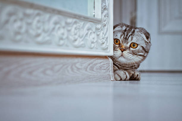 istock Curious Cat looking around the corner of a wall 478513988