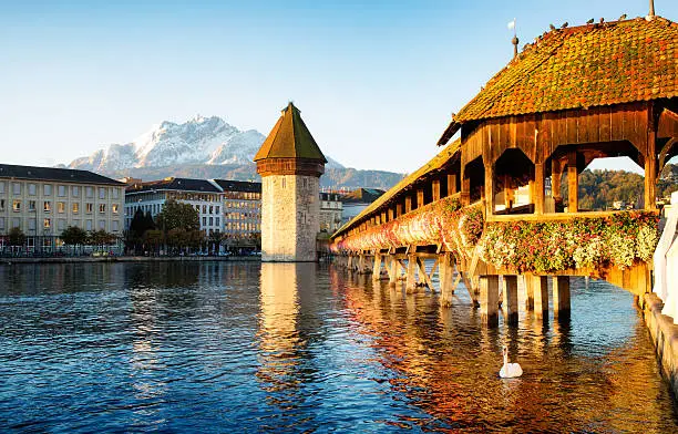 Lucerne Switzerland Reuss Chapel bridge at dawn with Mount Pilatus in the background. A swan is gently swimming in the foreground.