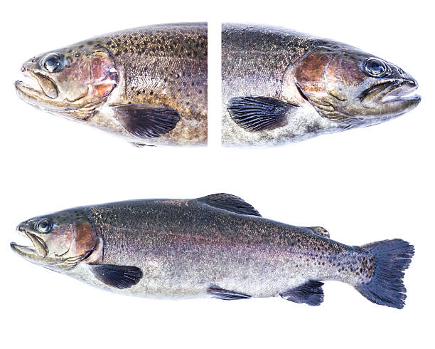 istock Collection of Rainbow trout (Oncorhynchus mykiss) male on white background. 478514916