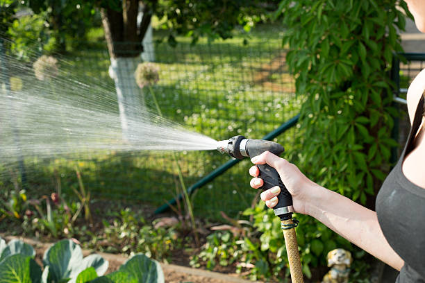 istock Woman pouring her garden 478514950