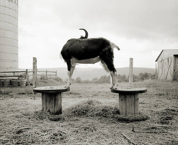 istock Goat Showing off but being Coy about it. 478516092