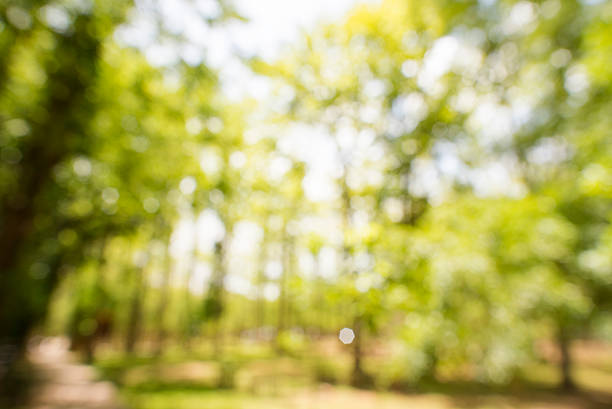 istock Tree out of focus, natural bokeh background. 478516368