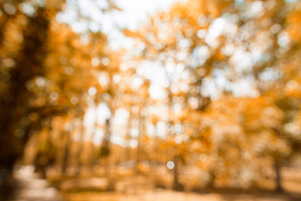 istock Autumn tree out of focus, natural bokeh background. 478516418